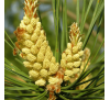 Сосновий пилок у таблетках (10 шт.) / Pinus Pollinis